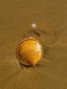 Close-up of a seashell on sandy beach in Faro, Algarve, Portugal.