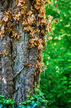 Close-up of ivy and dried leaves on tree bark surrounded by lush greenery in a summer forest.
