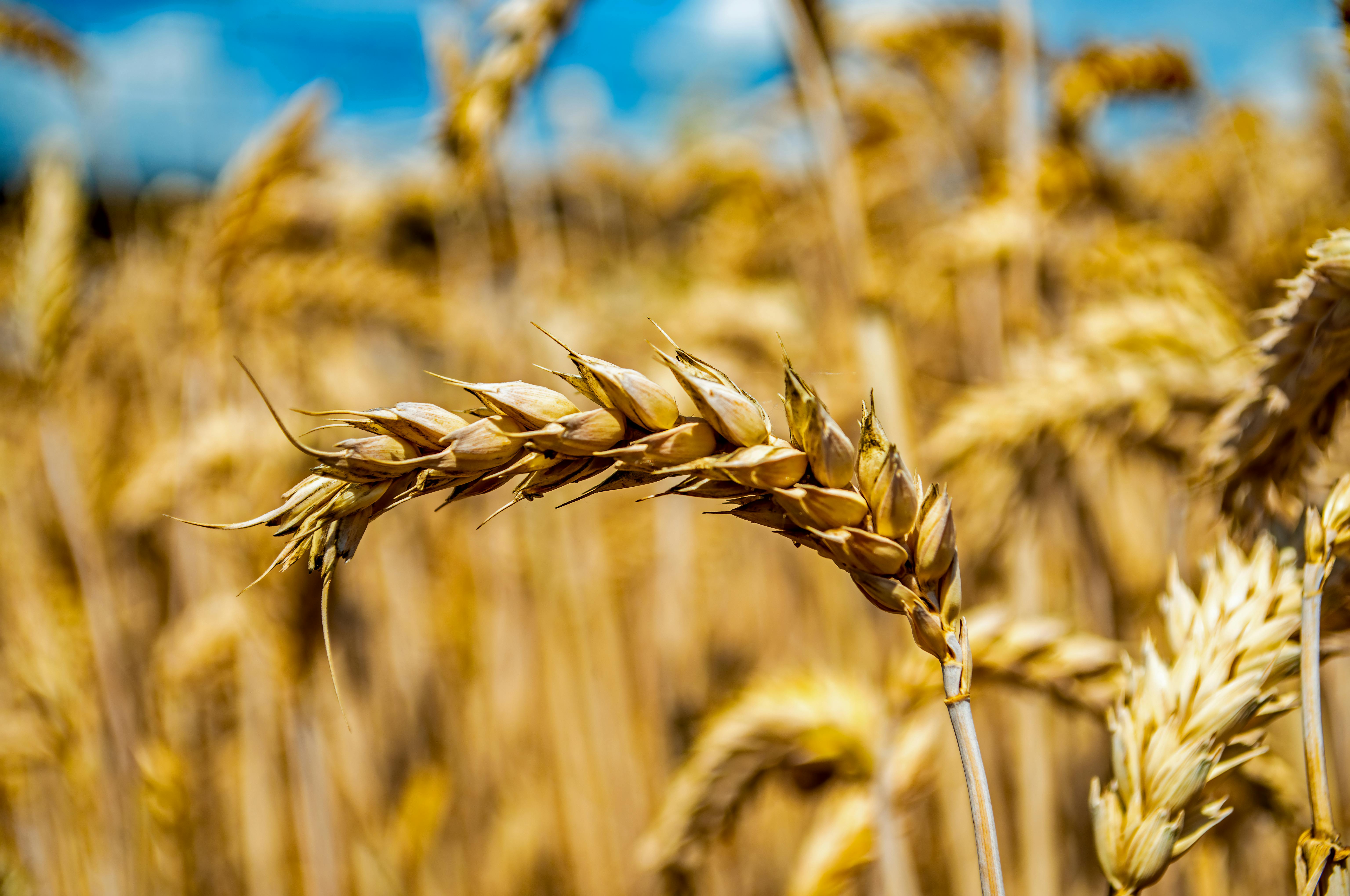 弘光科大FHC國際烹飪賽奪1金5銀 林郁婷法國長棍麵包摘金