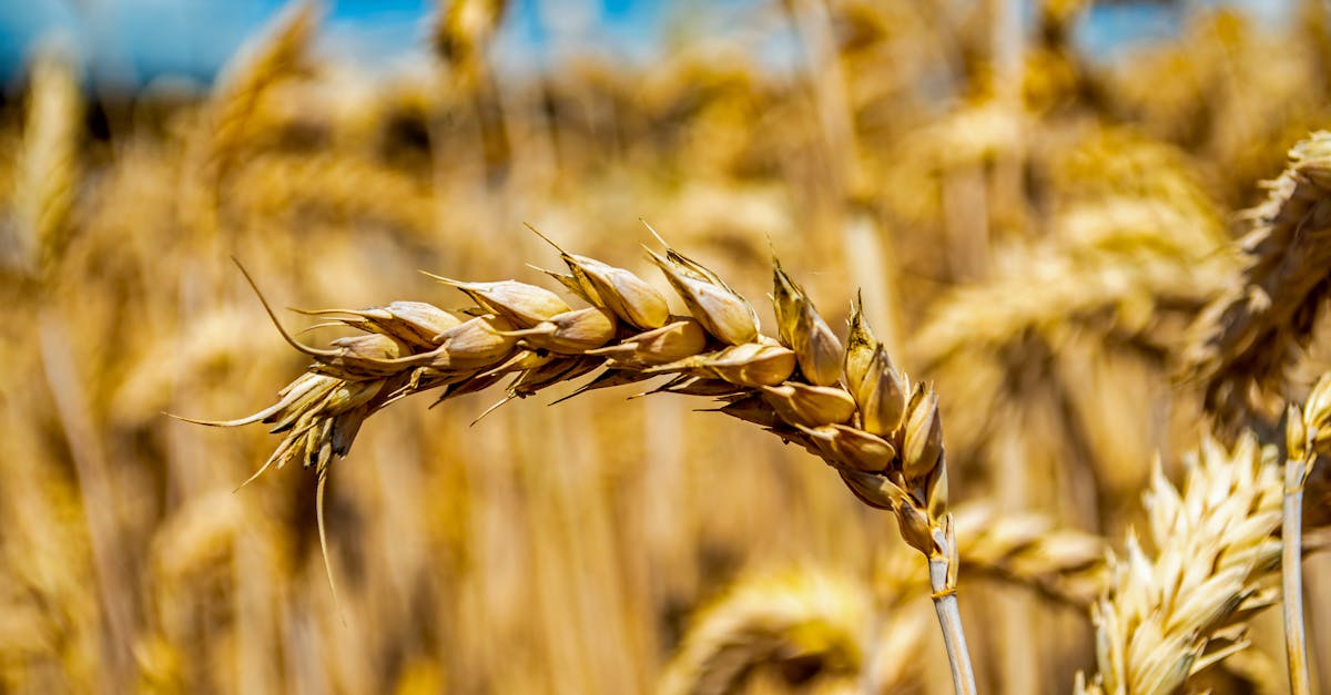 弘光科大FHC國際烹飪賽奪1金5銀 林郁婷法國長棍麵包摘金