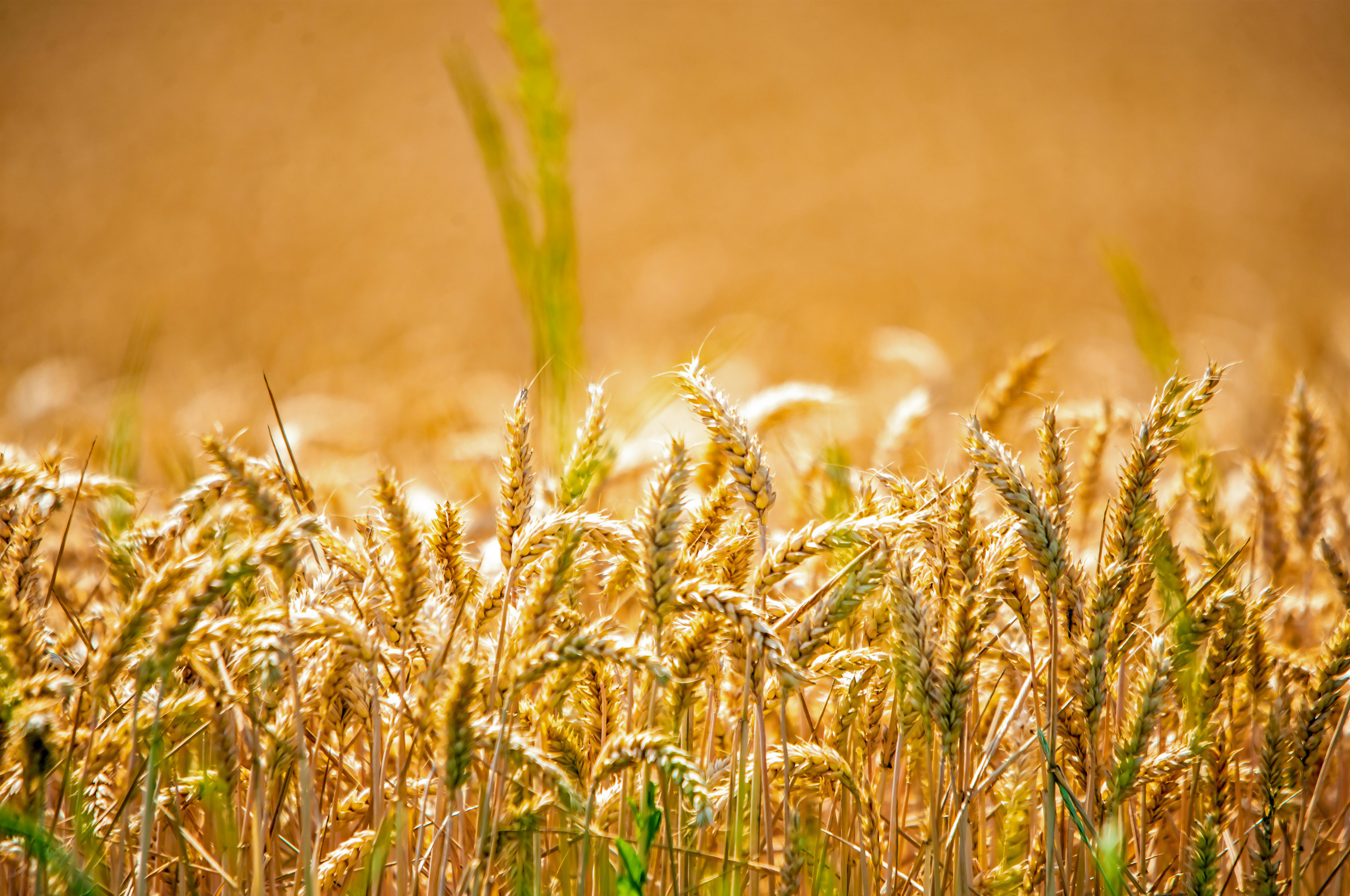 里山生活市集百攤友善農友齊聚 共創永續共好農業模式