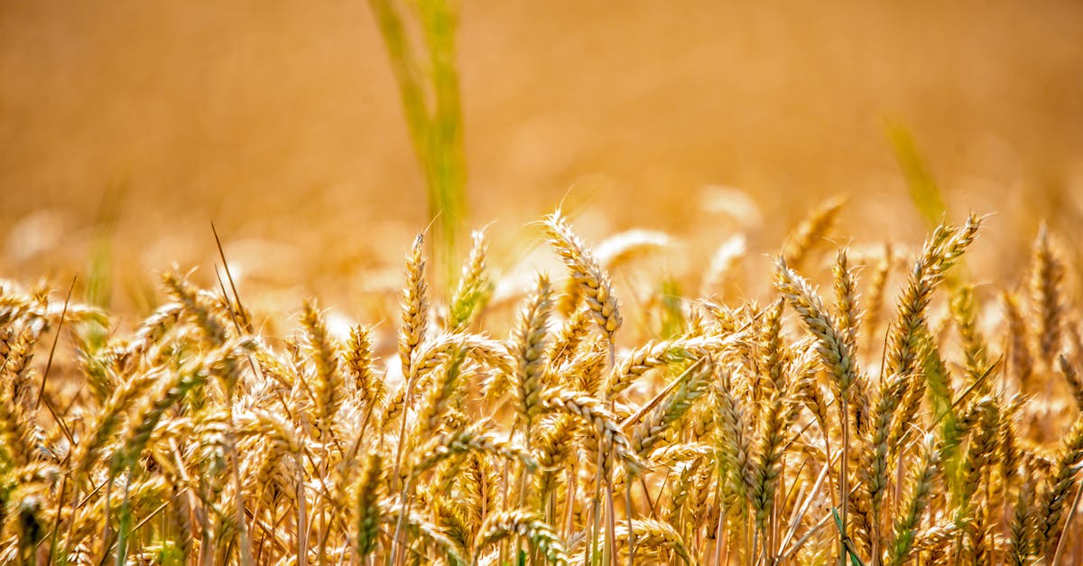 弘光科大FHC國際烹飪賽奪1金5銀 林郁婷法國長棍麵包摘金