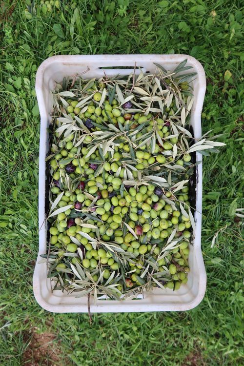 Free A top-view of a container filled with freshly harvested green and black olives on a grassy field. Stock Photo