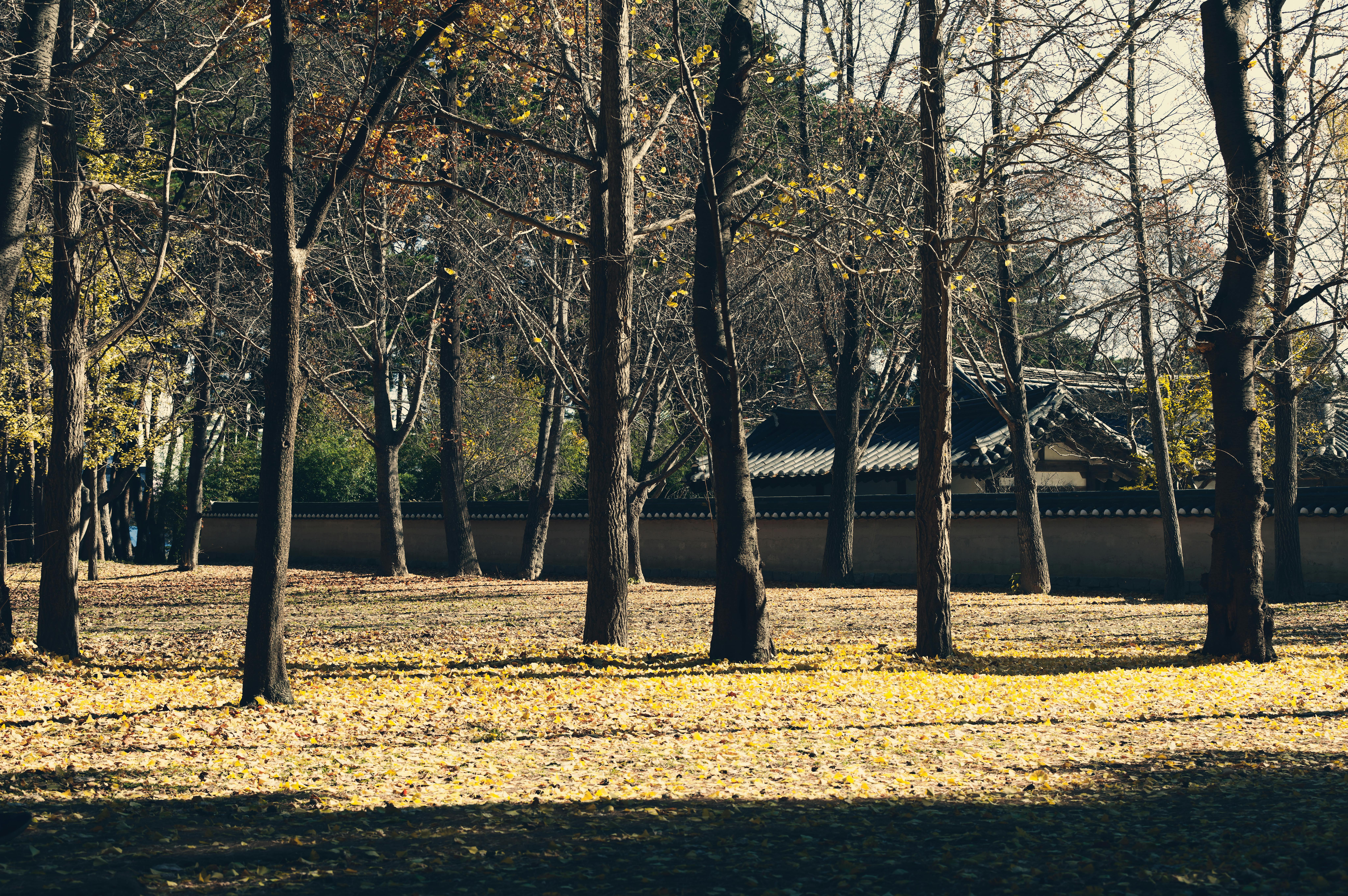 Gratuit Vue pittoresque d'un parc d'automne avec des arbres dénudés et des feuilles jaunes au sol. Photos