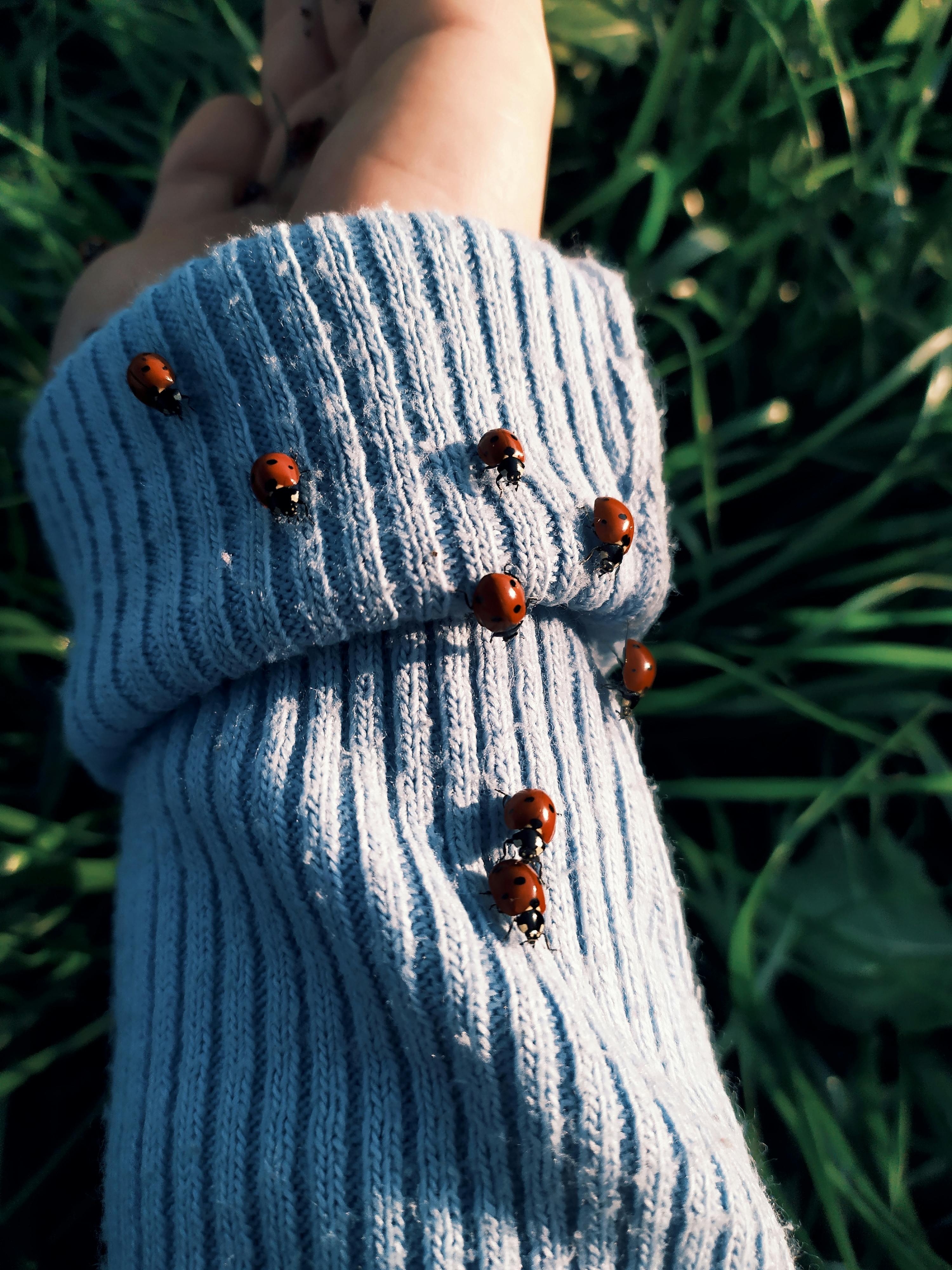 Ladybugs crawling on a blue knitted sleeve surrounded by green grass.