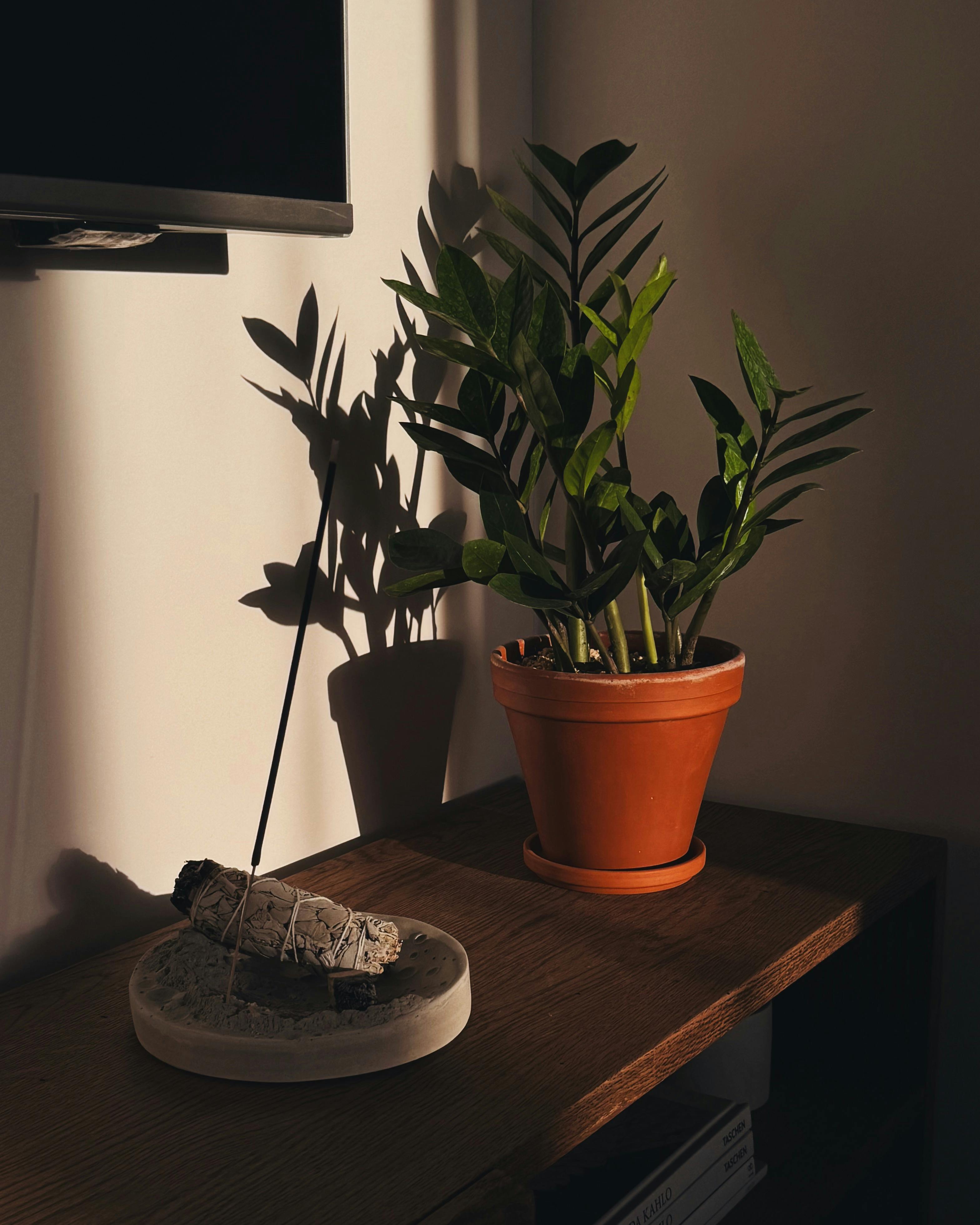 Gratis Una pianta in vaso e dell'incenso acceso proiettano ombre artistiche su una mensola di legno in una stanza caldamente illuminata. Foto a disposizione