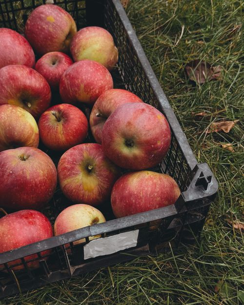 Free Vibrant red apples in a black crate on grass, symbolizing autumn harvest. Stock Photo