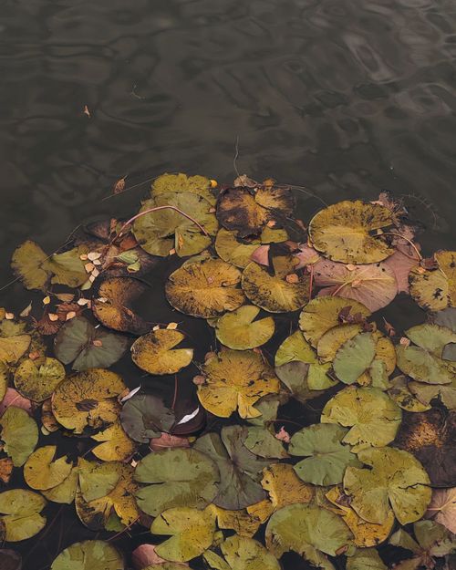 Free Yellow and brown water lilies float serenely on a dark lake surface in autumn. Stock Photo
