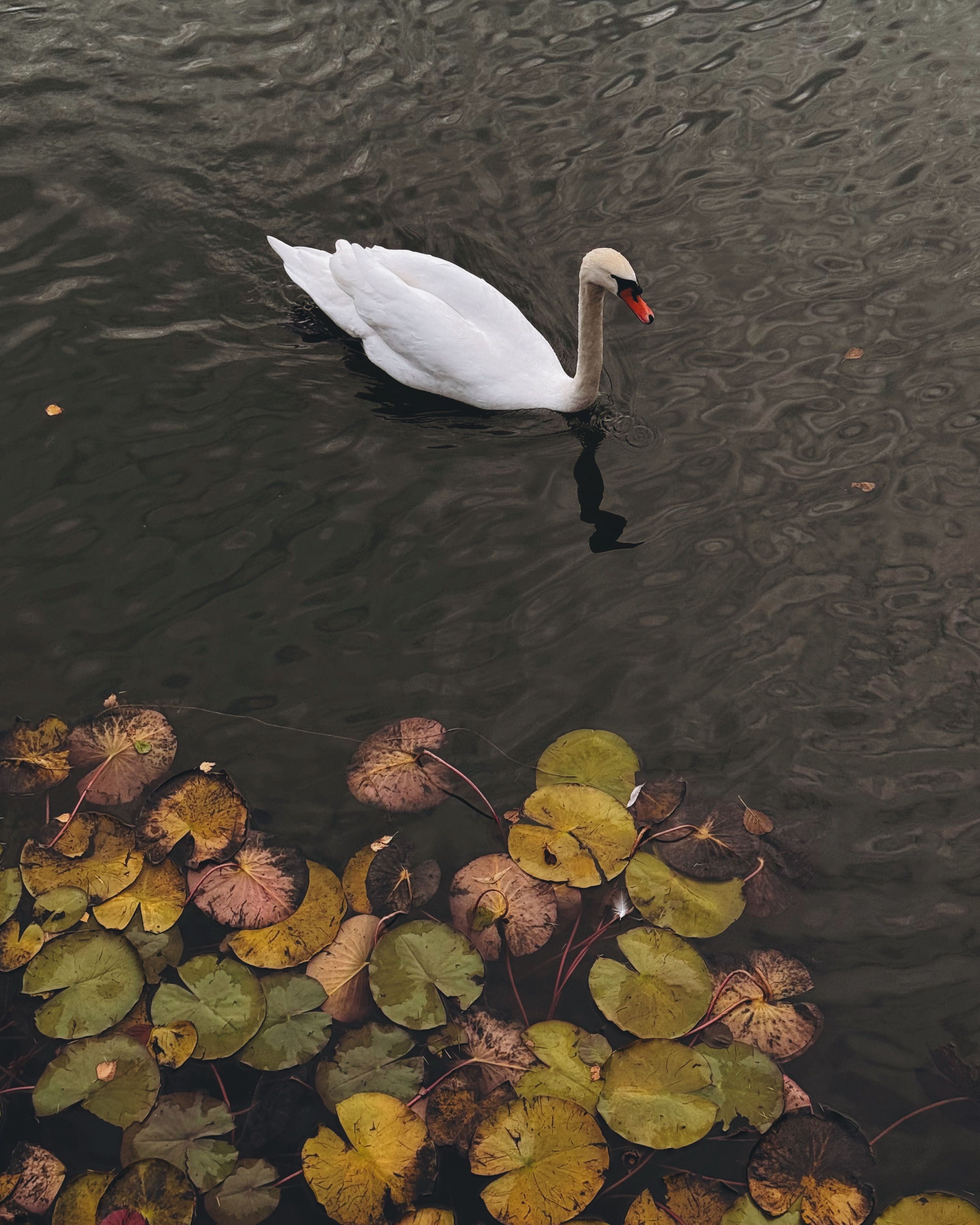 Elegant Swan on Leafy Pond in Autumn · Free Stock Photo