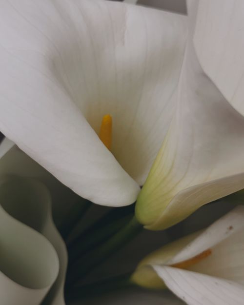 Free Delicate white calla lilies in a close-up shot showcasing their elegant beauty. Stock Photo