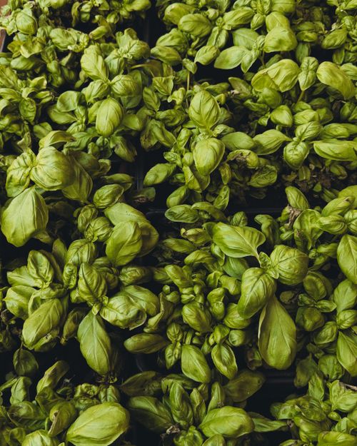 Free Close-up of vibrant basil plants in a greenhouse, showcasing lush green foliage. Stock Photo