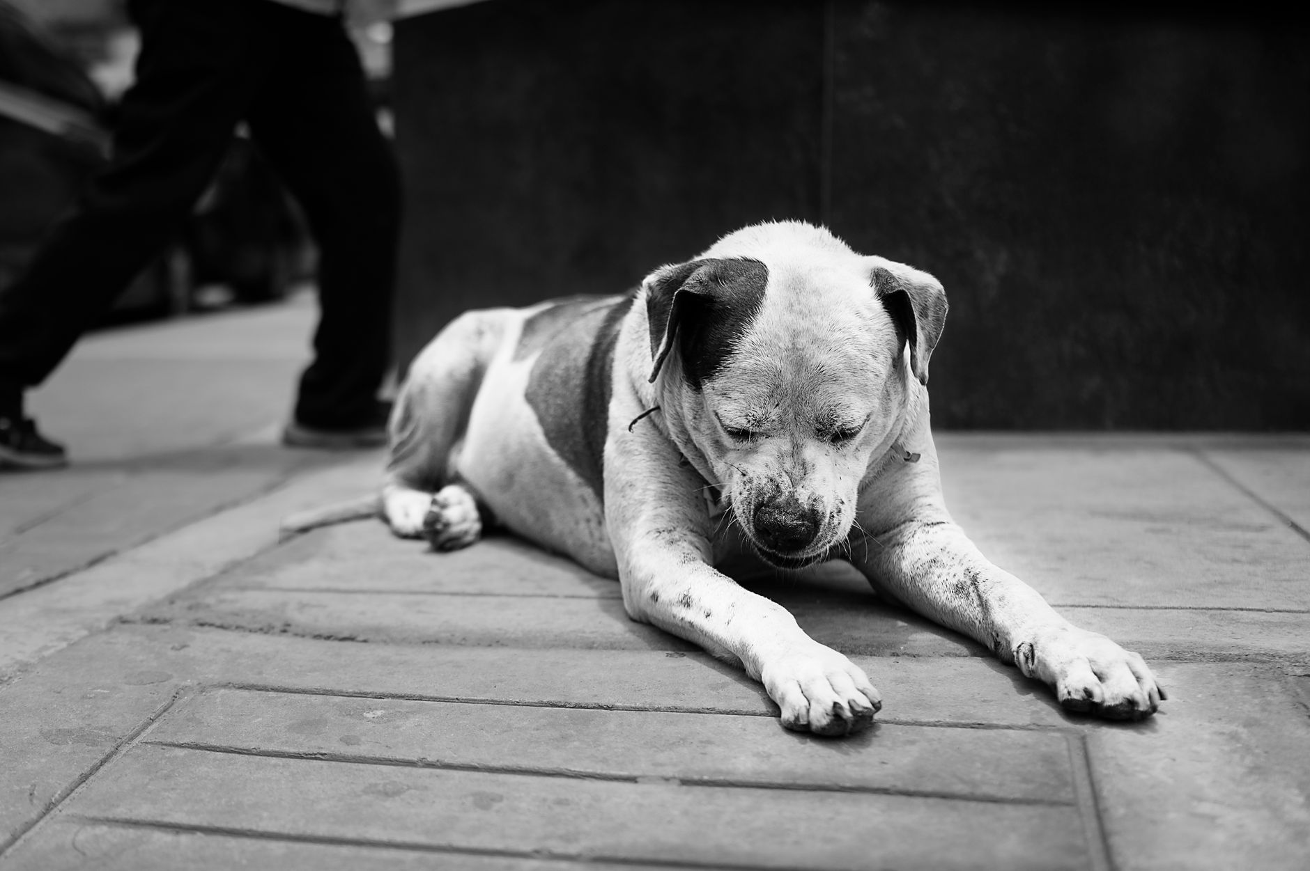 A dog undergoing diagnostic blood testing at a veterinary clinic
