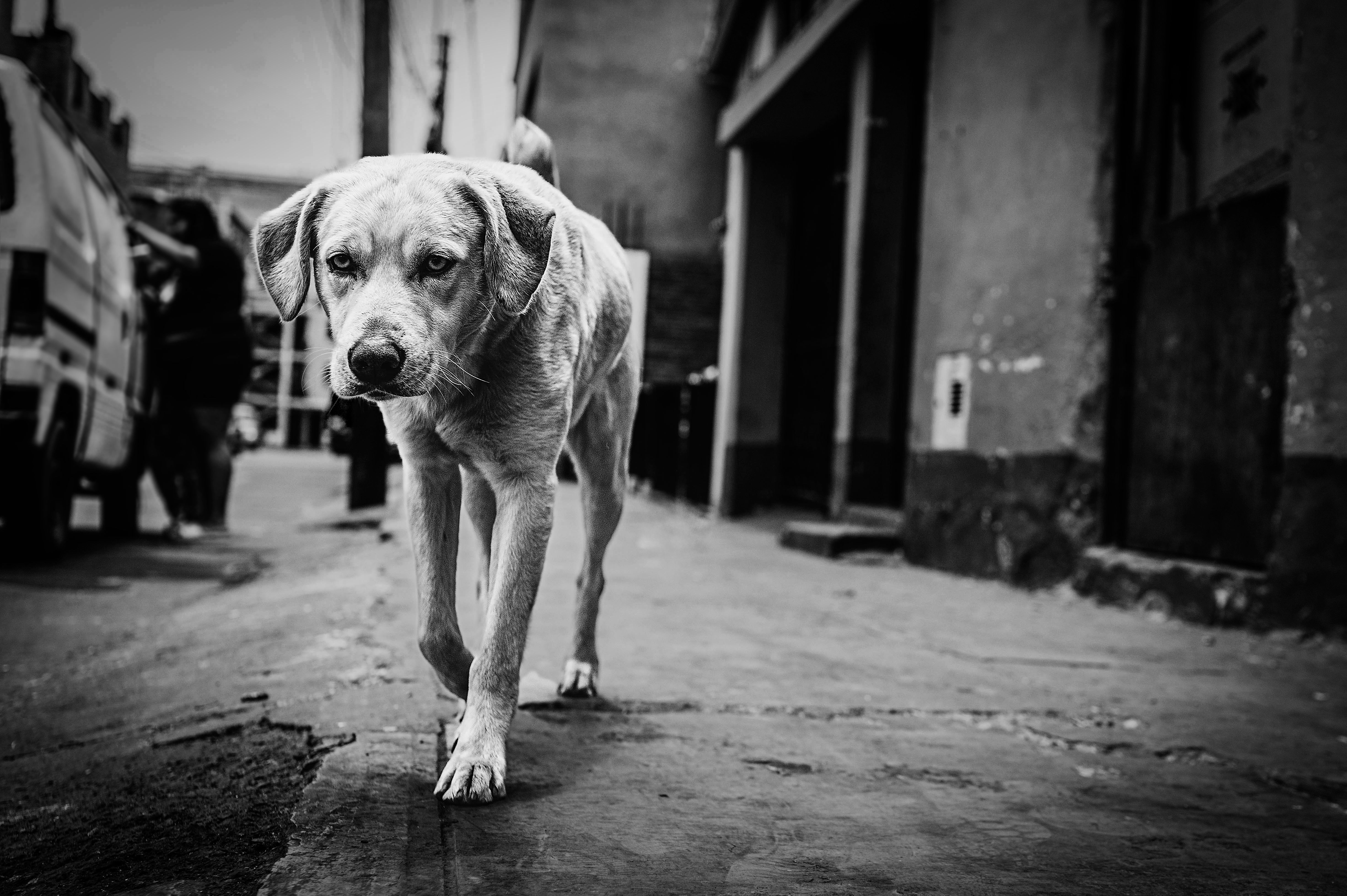 Portrait of a dog at a veterinary clinic