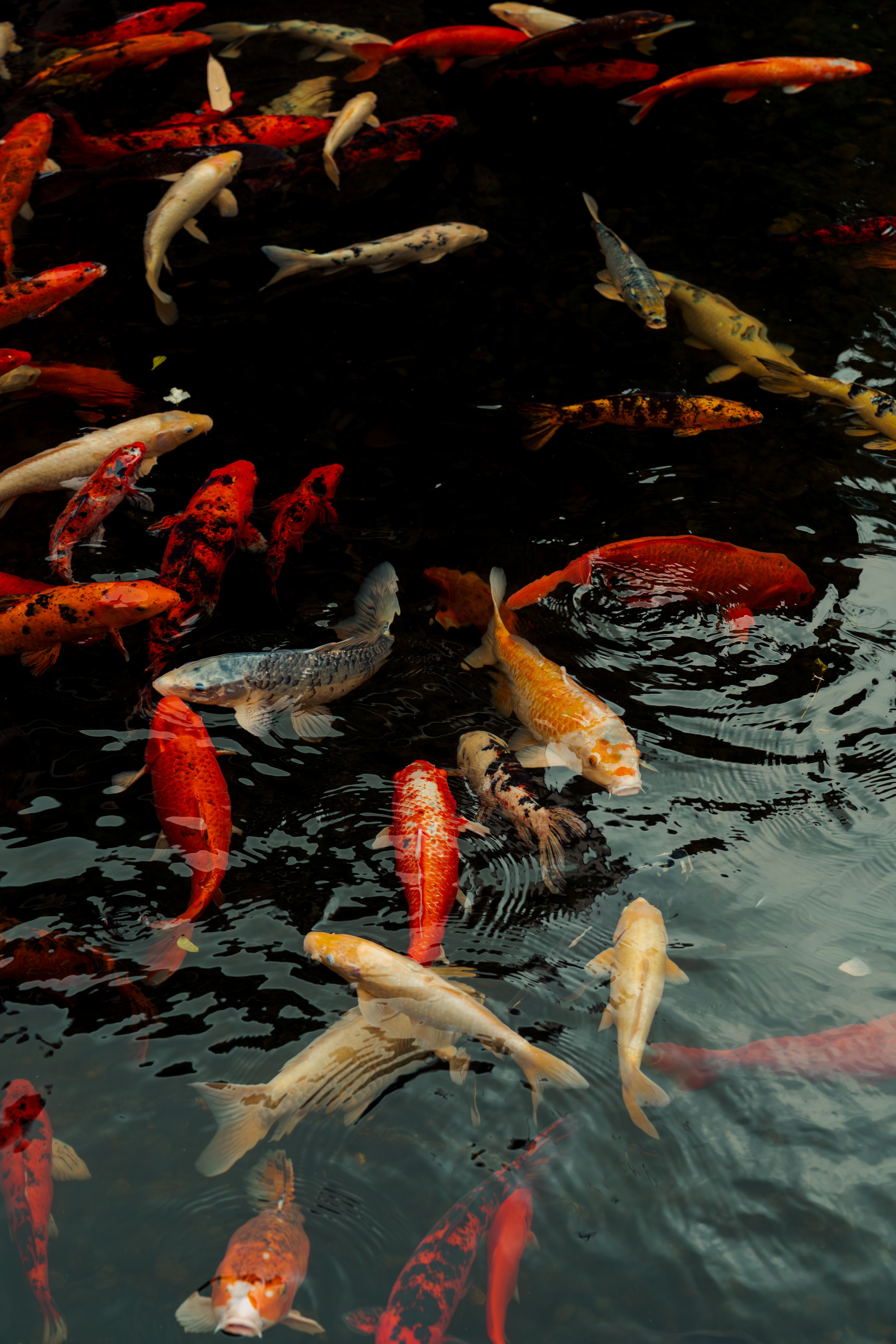 Gratuit Des carpes koï aux couleurs chatoyantes nagent gracieusement dans un bassin extérieur serein, créant une scène paisible. Photos