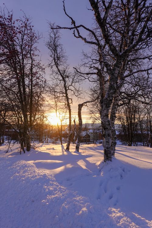 Serene Winter Sunset in Snowy Forest · Free Stock Photo