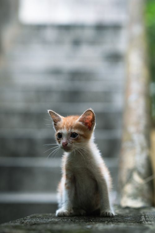 Free Cute orange kitten sitting on stone steps, staring curiously. Stock Photo