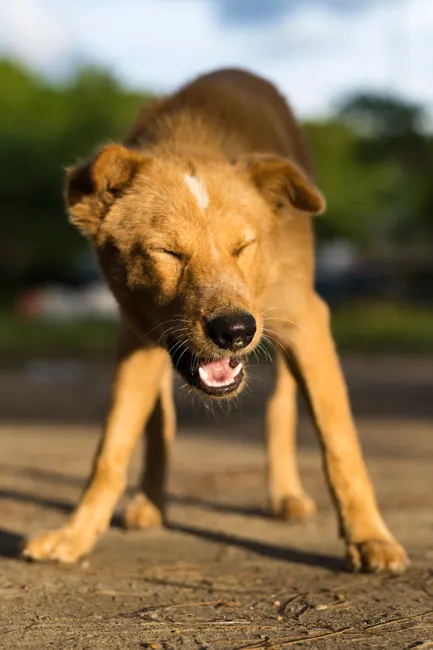 dog anxiety sneezing