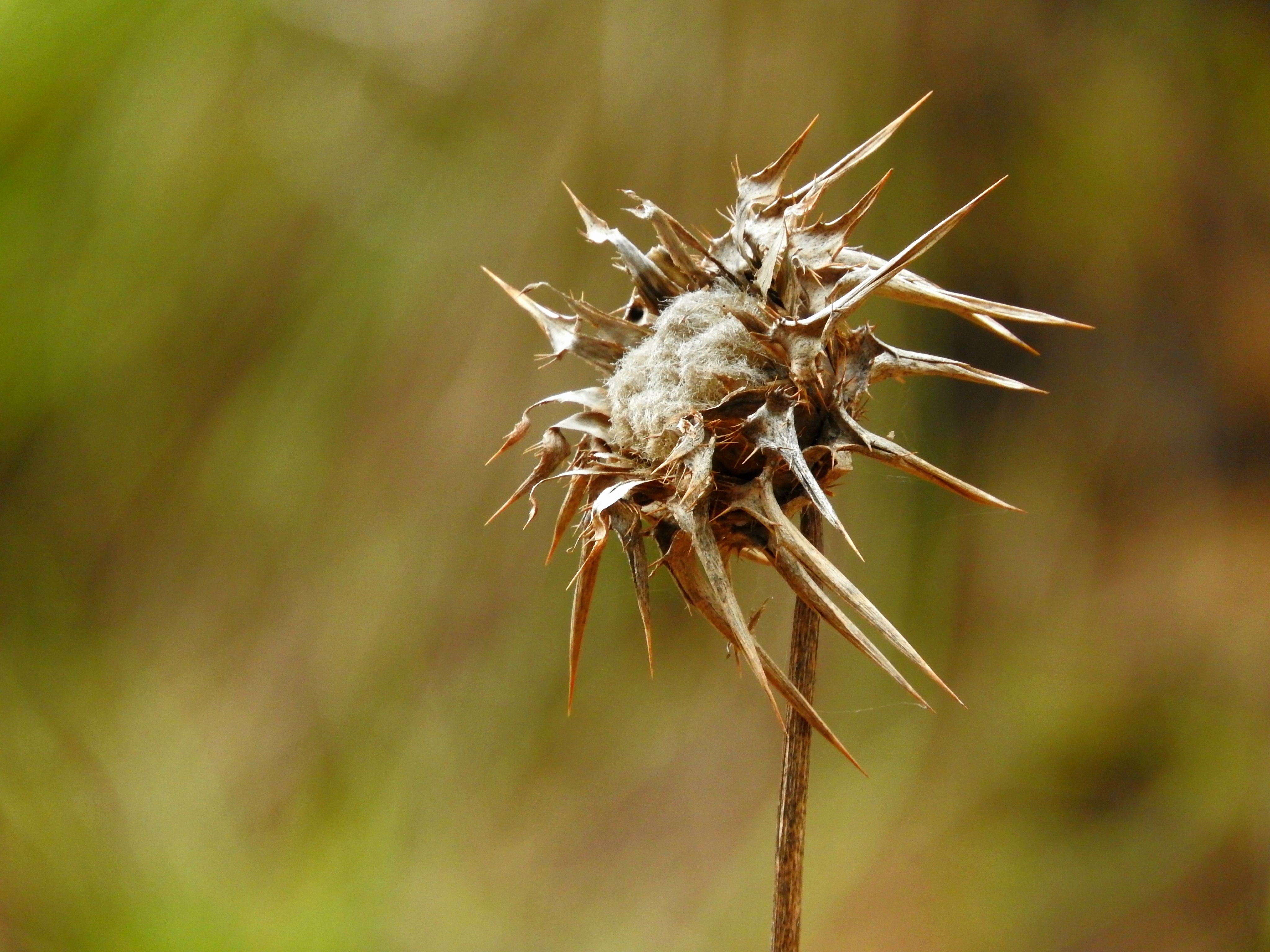 Detailed macro photograph of a dry thistle with sharp, spiky texture against a blurred natural backdrop.