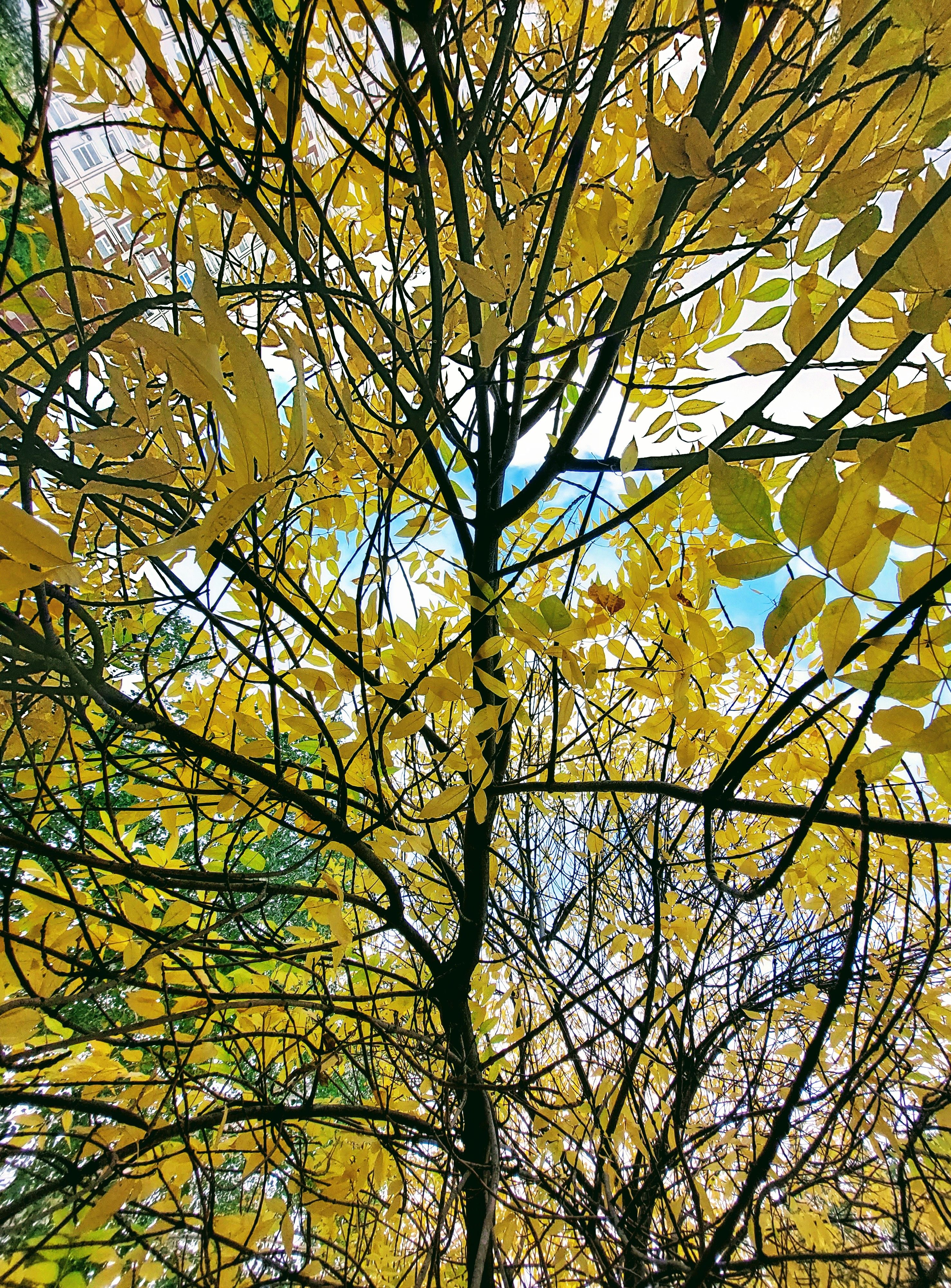 Golden Autumn Leaves on Ash Tree Branches · Free Stock Photo
