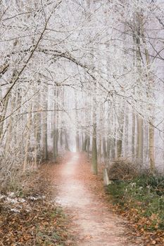 A serene winter forest path with frost-covered trees in Gmunden, Austria.