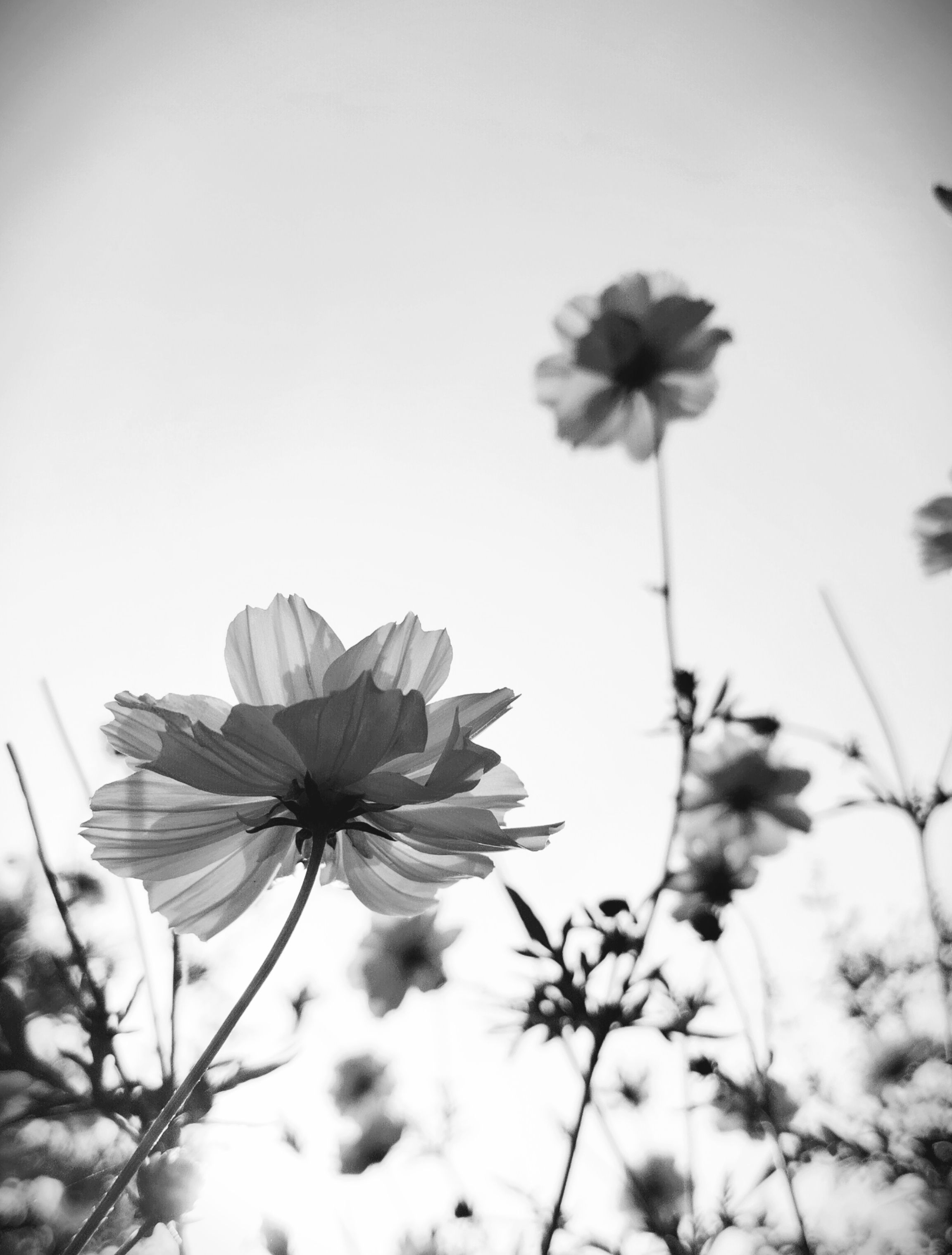 Black and White Cosmos Flowers in Bloom · Free Stock Photo