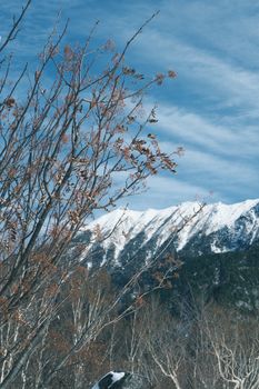 Snow-capped mountains with bare trees under a clear sky in Toyama, Japan. Scenic winter landscape.