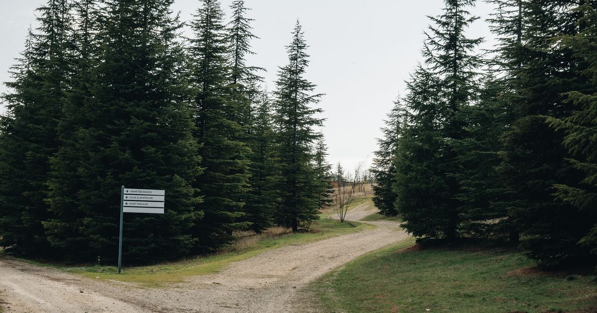 A tranquil path through a forest of fir trees with a direction signpost.