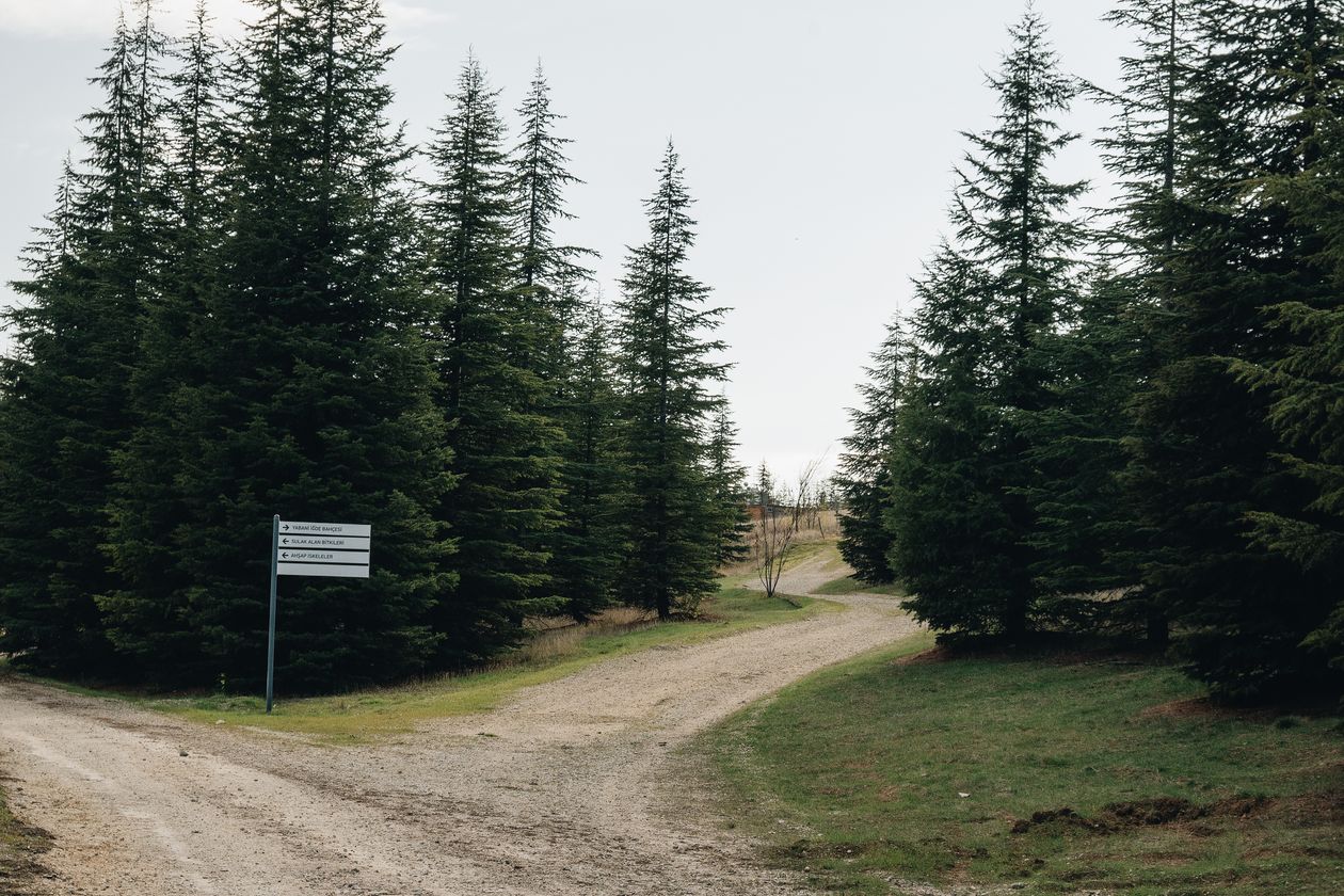 A fork in a forest path with a small signpost