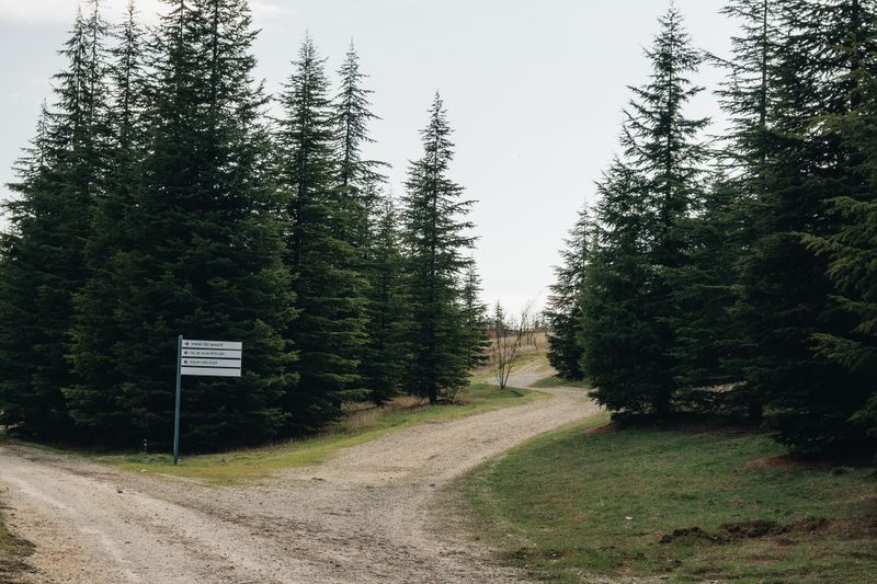 A tranquil path through a forest of fir trees with a direction signpost.