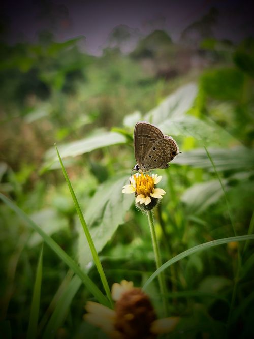 Free Detailed shot of a butterfly perched on a wildflower, amidst lush foliage, captured outdoors in India. Stock Photo