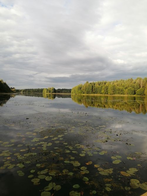 Free A tranquil lakeside view with lily pads reflecting lush green trees under a cloudy sky. Stock Photo