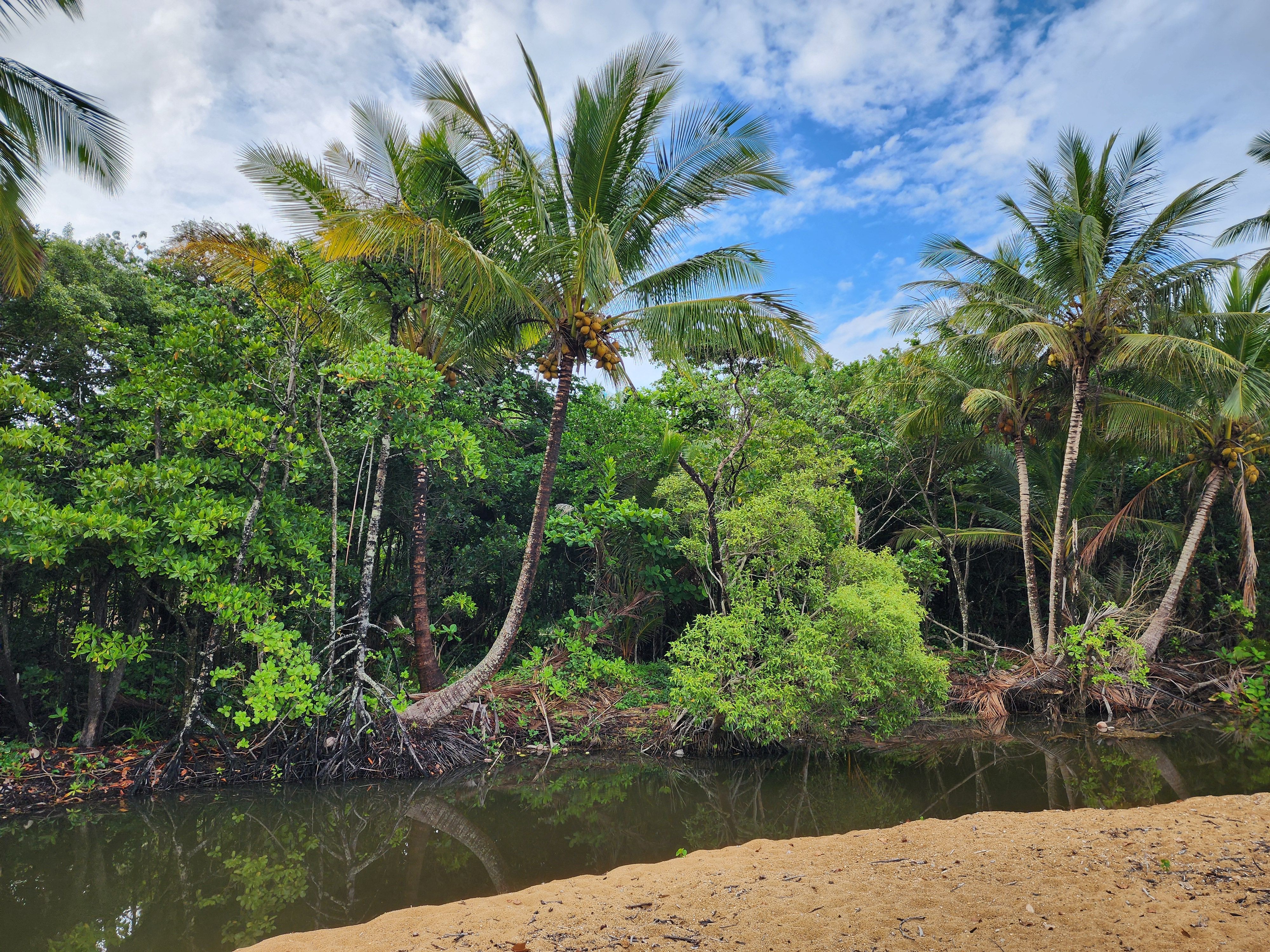 Tropical Beach and Lush Palm Trees Landscape · Free Stock Photo