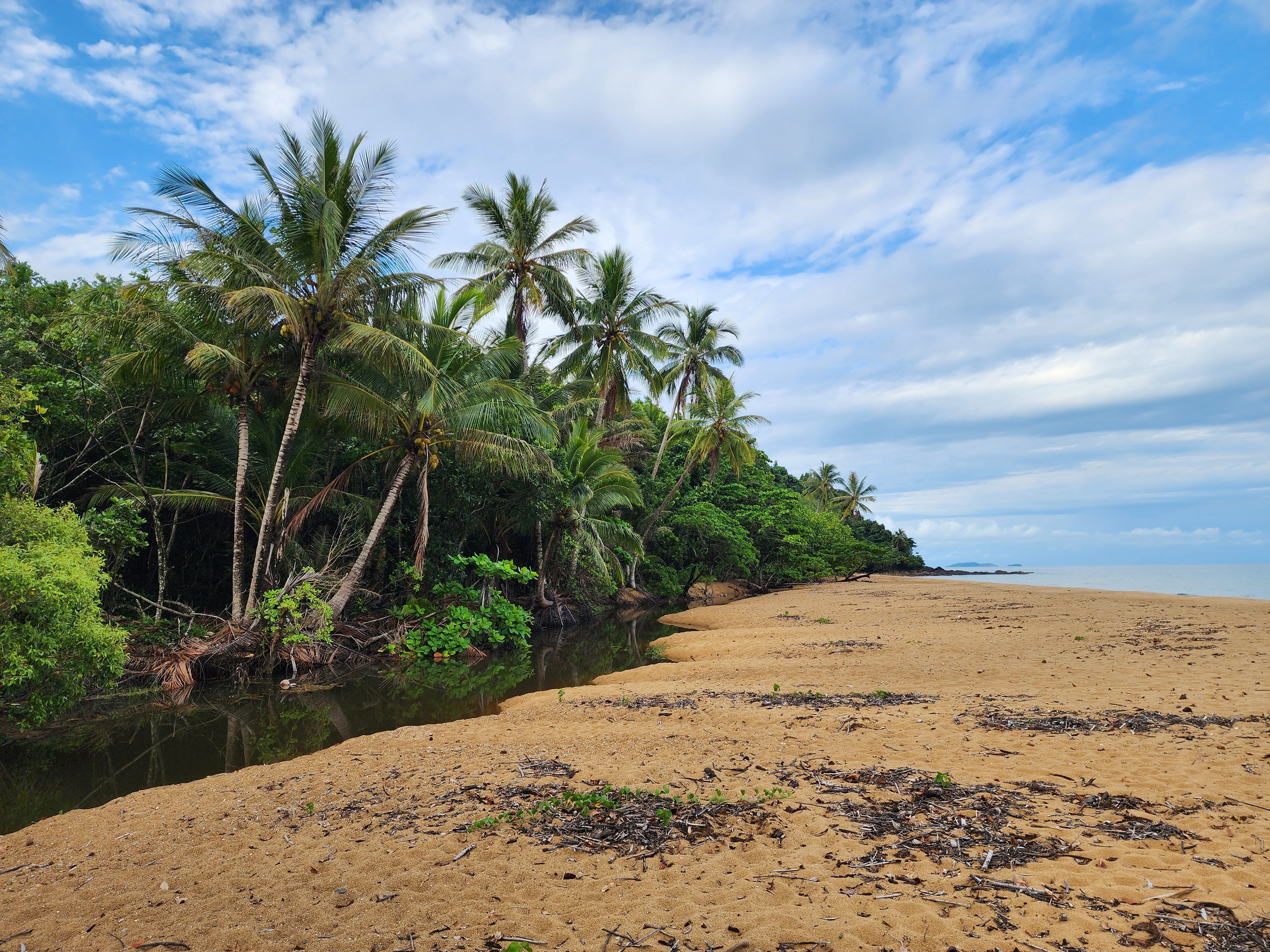 Tropical Beach with Palm Trees and Blue Sky · Free Stock Photo