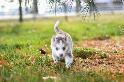 White and Gray Puppy on Grass                                                    p Grass