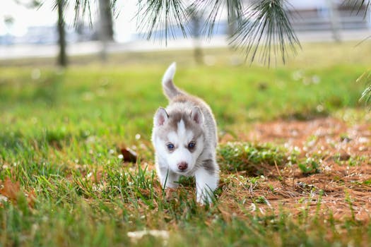 Cute Siberian Husky puppy with blue eyes playing on grass.