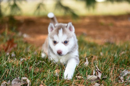 Free White and Brown Puppy in Close Up Shot Stock Photo