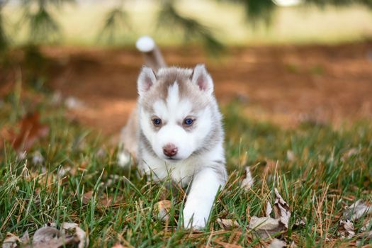 Cute Siberian Husky puppy exploring the grass with a curious expression.