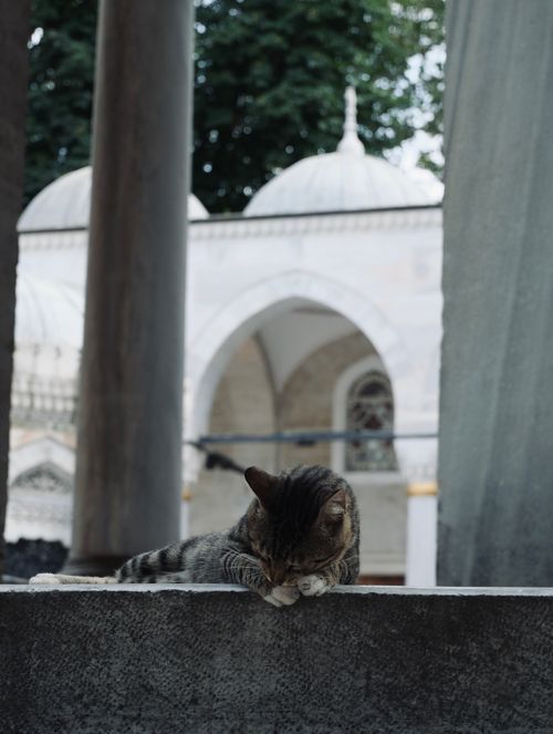 Free A serene scene of a cat resting at a mosque in Istanbul, Türkiye with traditional architecture in the background. Stock Photo