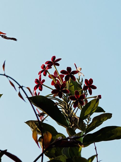 Free Beautiful red flowers bloom against a clear blue sky, capturing nature's vibrant essence. Stock Photo