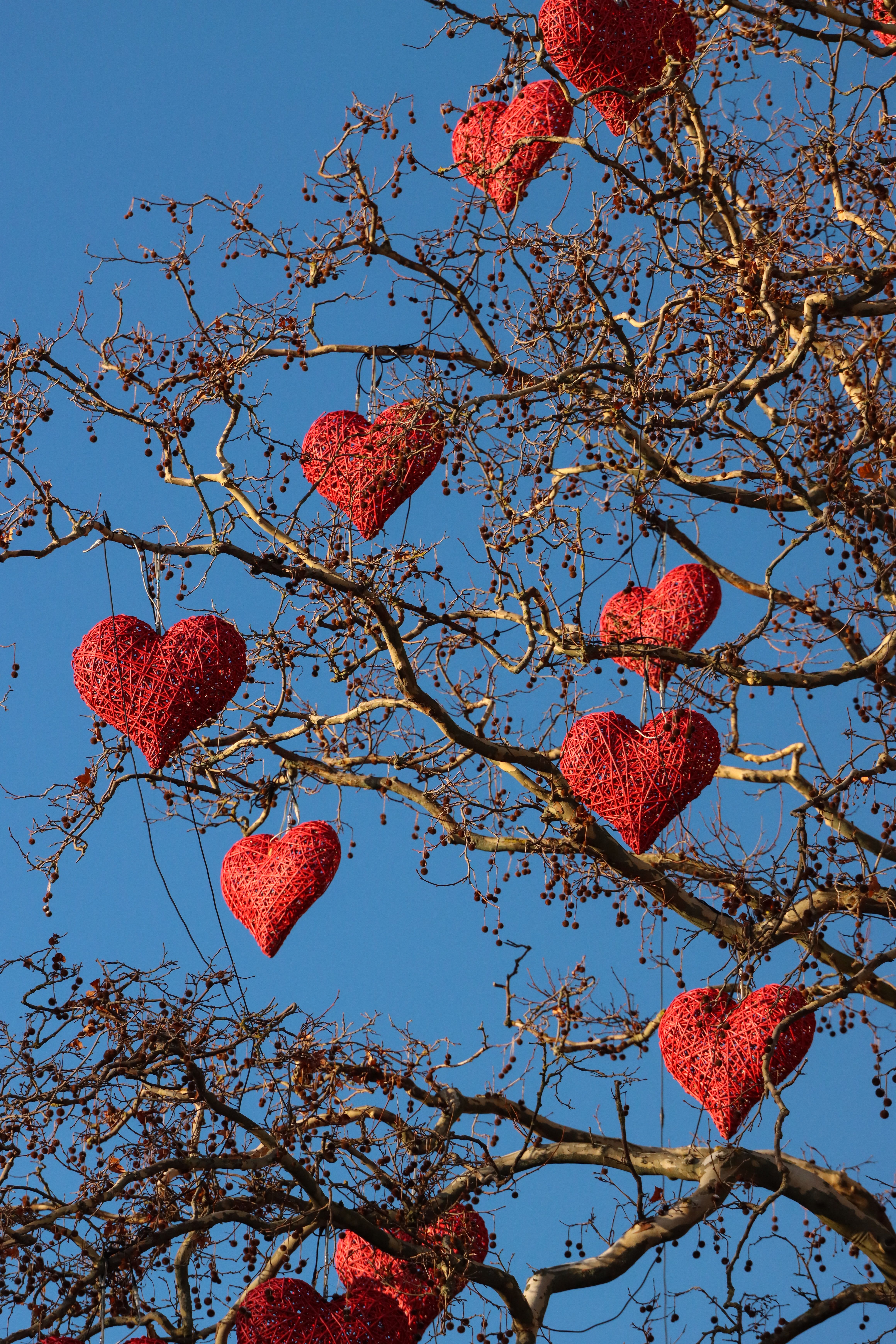 Red heart-shaped decorations hanging from bare tree branches in Malmö, Sweden.