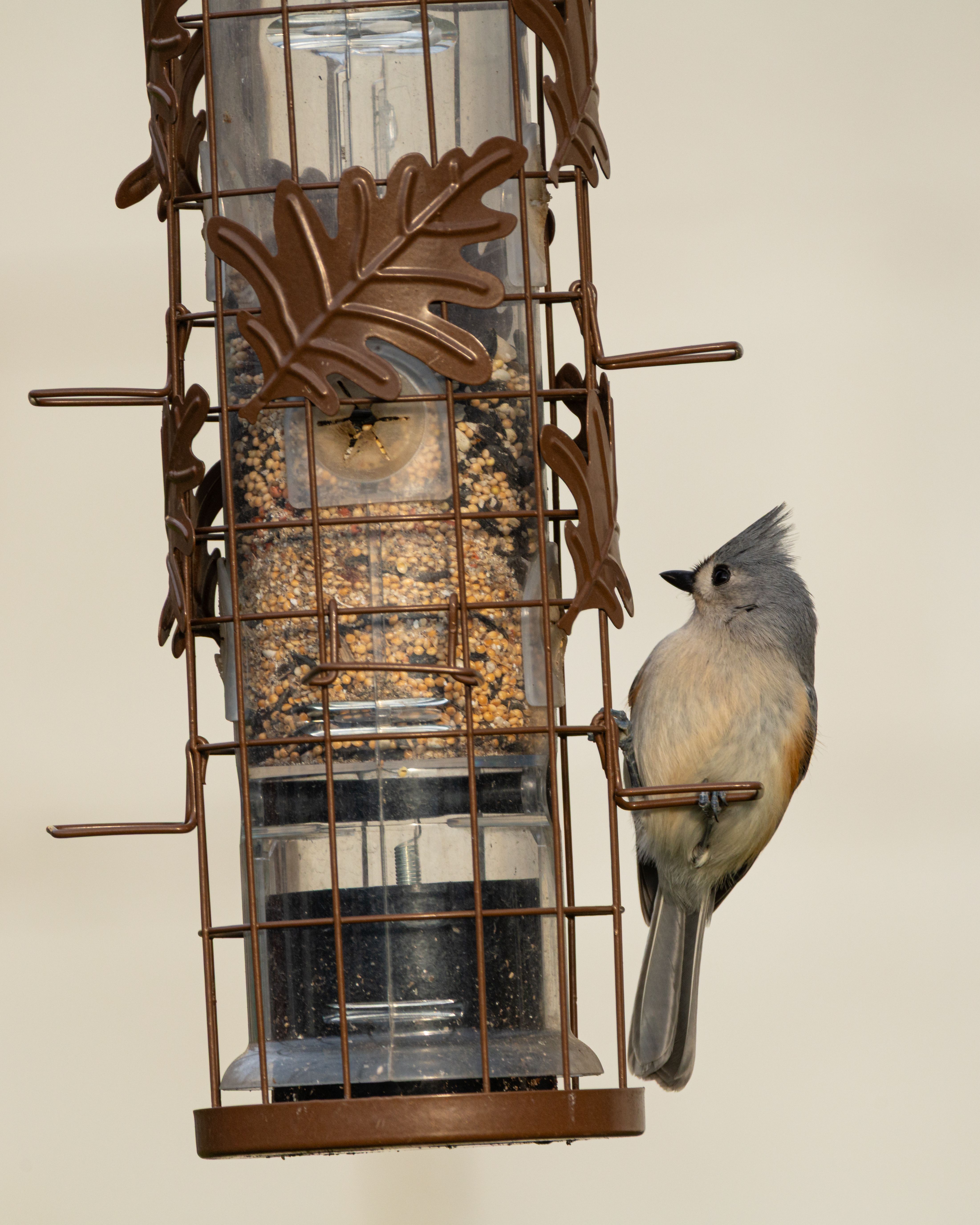 Small squirrel-proof bird feeder mounted on the wall of a small apartment patio, with a bird perched on it