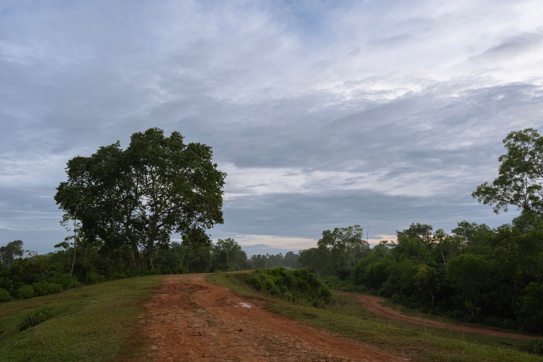 A dirt road running through green trees under a heavy evening sky