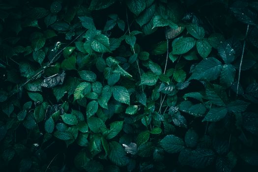Moody image of dark green leaves with fresh dew, evoking a sense of nature's tranquility.