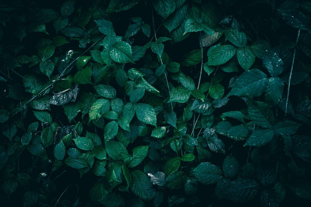 moody image of dark green leaves with fresh dew evoking a sense of nat