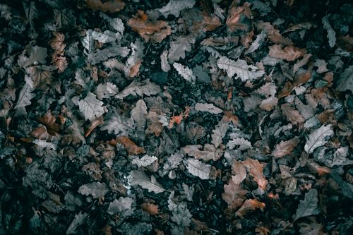 Free Moody overhead shot of colorful autumn leaves on a forest floor. Stock Photo