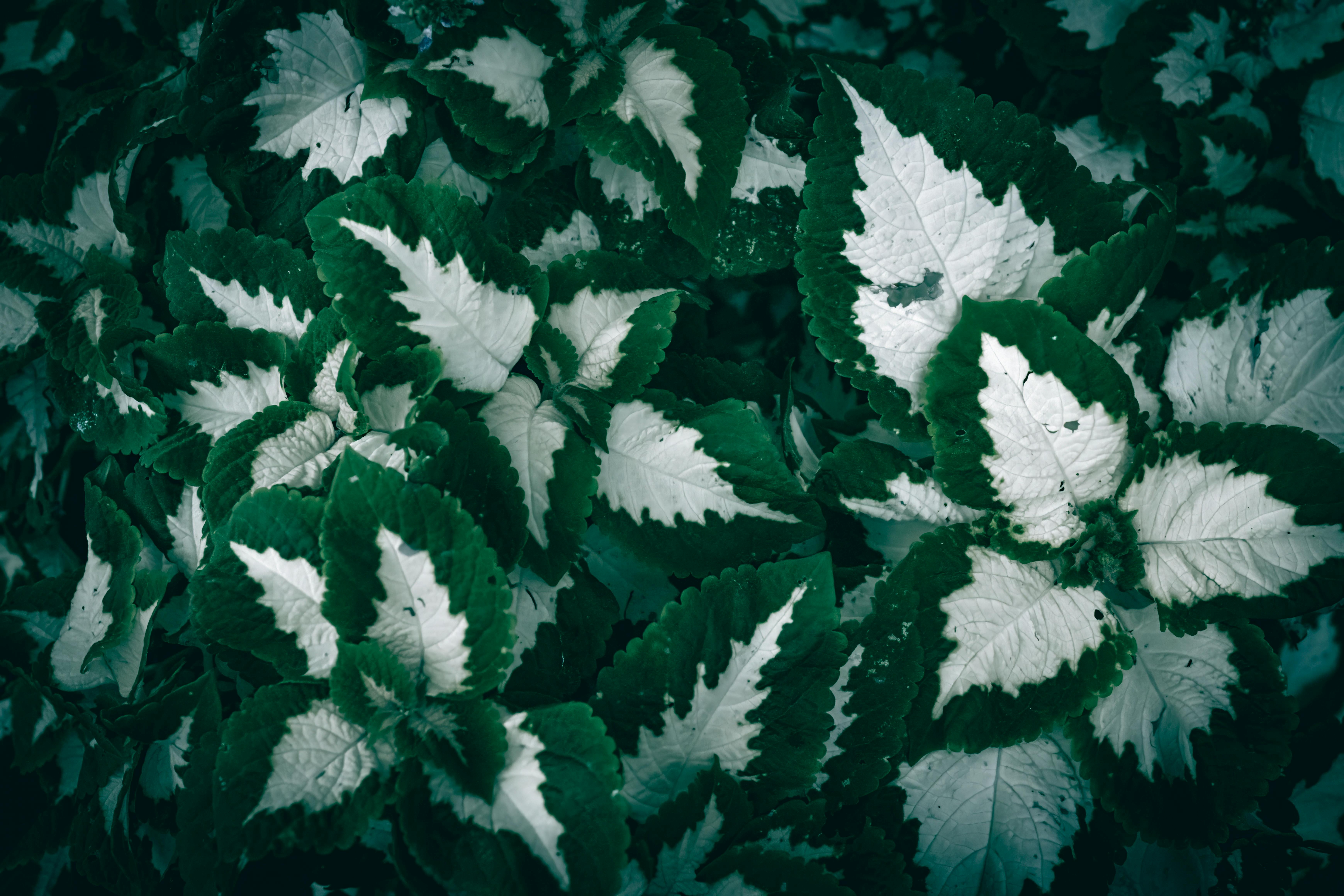 gardening leave — Photo by Wyxina Tresse on Pexels