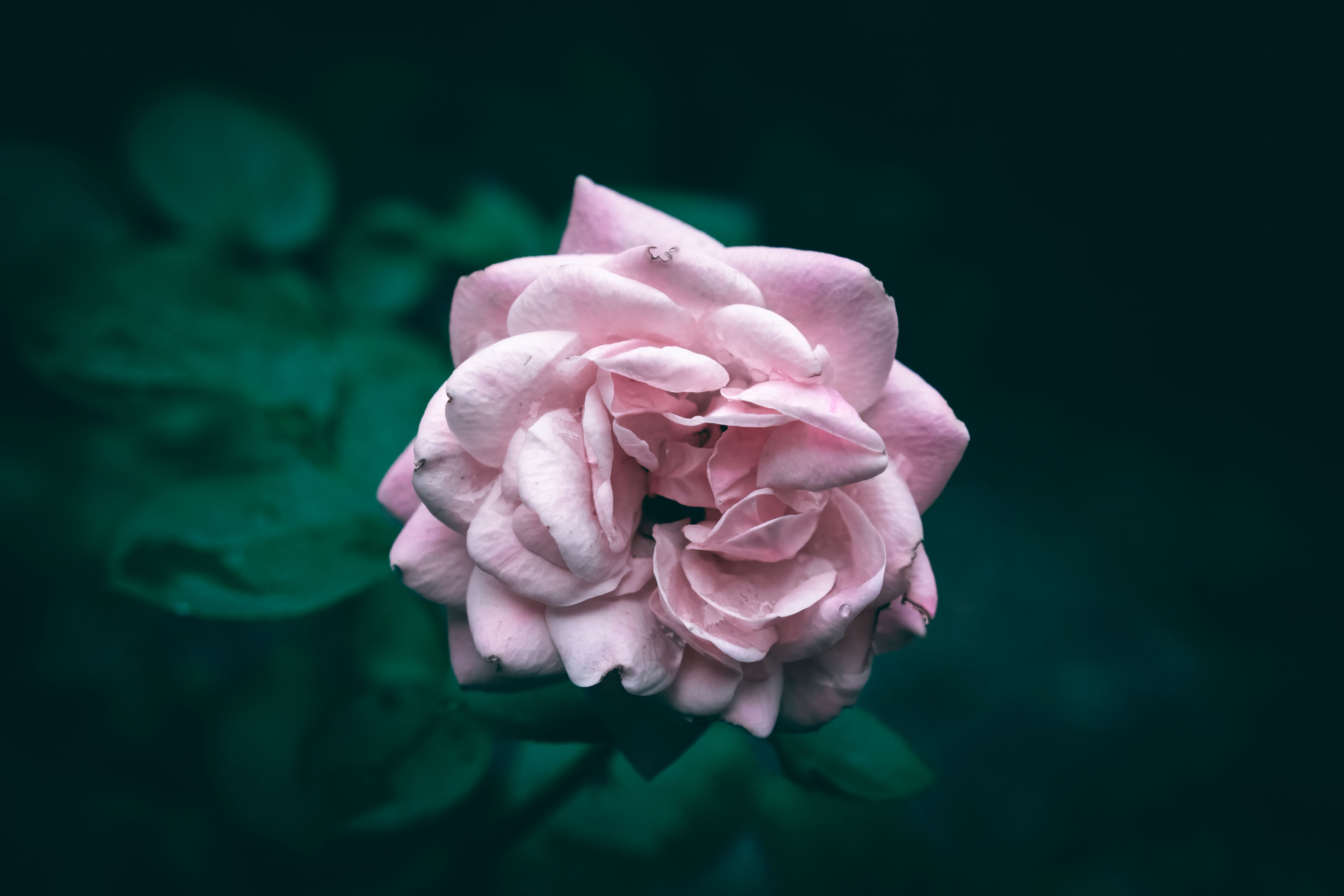 Close-Up of Dew-Kissed Pink Rose in Bloom · Free Stock Photo