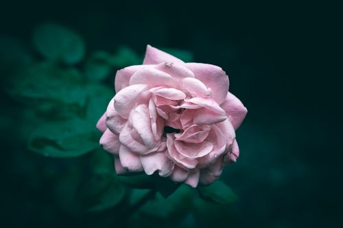Free Captivating close-up of a fresh pink rose with dewdrops on petals and dark green background. Stock Photo
