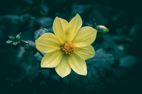 Free Close-up of a vibrant yellow dahlia in full bloom, captured in a serene garden setting. Stock Photo