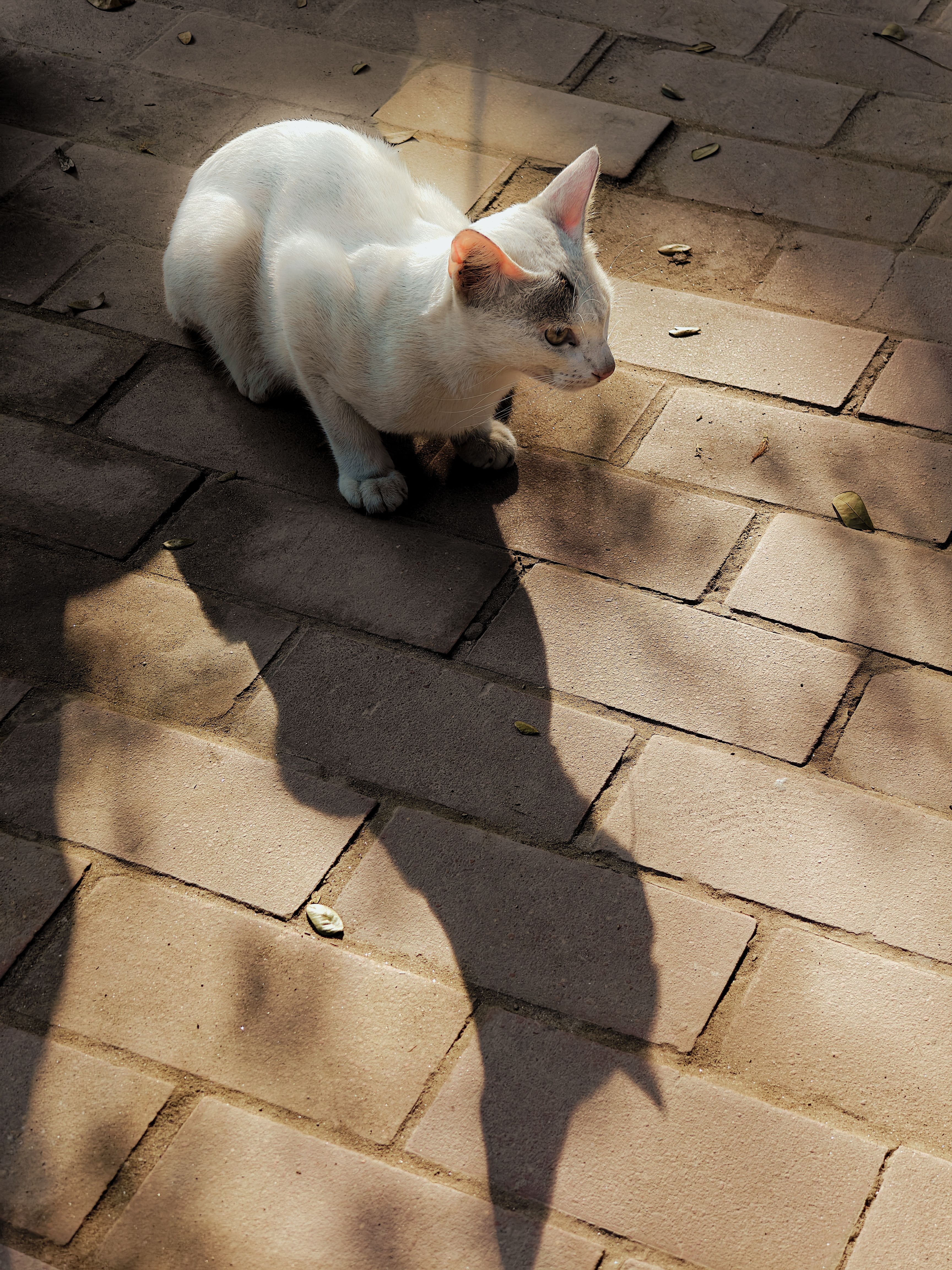 Charmmy+Kittykitty A Cat&Qs=N&Form=Qbre&Sp= 1&Ghc=2&Lq=0&Pq=Is Hello ...